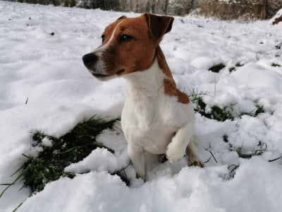 Étalon Jack Russell Terrier - Nais (Sans Affixe)