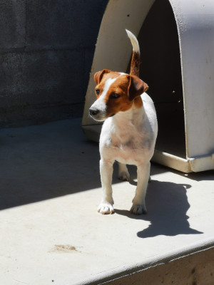 Étalon Jack Russell Terrier - Tina (Sans Affixe)