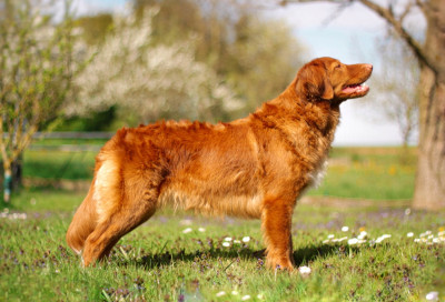 Étalon Retriever de la Nouvelle-Ecosse - Duckinson Since You Love