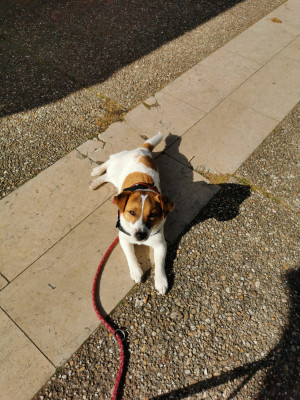 Étalon Jack Russell Terrier - Volna Star Flavia FlavinJames