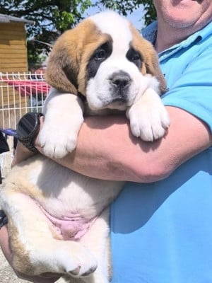 Étalon Chien du Saint-Bernard - BARNY Des Terres Froides D'Inha