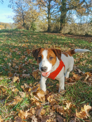 Étalon Jack Russell Terrier - Andy Juna Et Compagnie