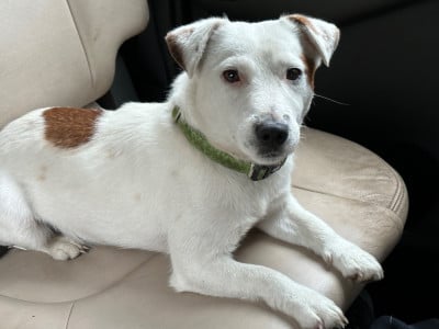 Étalon Jack Russell Terrier - Smyris Lacus Meduli