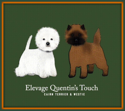 Étalon West Highland White Terrier - Quentin's Touch Vedette