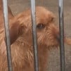 Étalon Basset fauve de Bretagne - Anouk de la Font de l'Arca