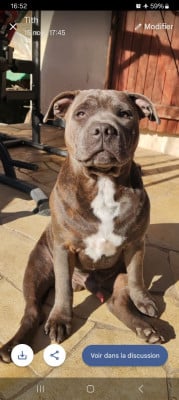 Étalon Staffordshire Bull Terrier - Vegeta le temple des staffies