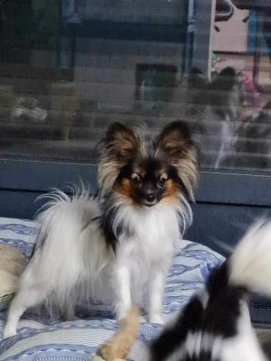Étalon Epagneul nain Continental (Papillon) - T ma tik de la grange bailly