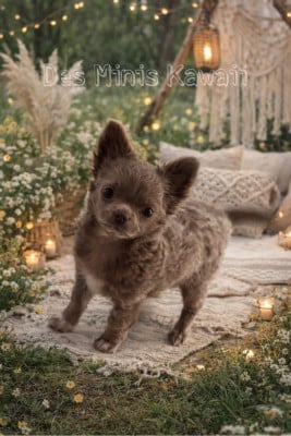 Étalon Chihuahua - Zayonn Des Minis Kawaii
