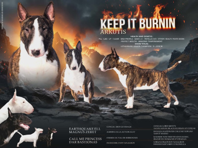 Étalon Bull Terrier Miniature - Keep it burnin Arkutis