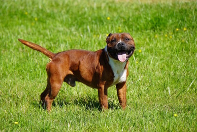 U'THALES Forgiveness American Dog