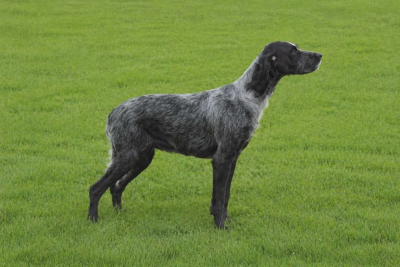 Étalon Epagneul bleu de Picardie - Rubenne du Clos Maldav