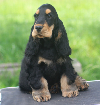 Étalon Cocker Spaniel Anglais - Bad Boy de la terre d'Opale