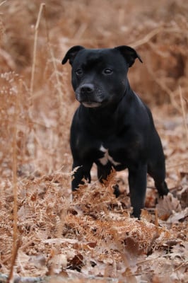 Étalon Staffordshire Bull Terrier - Pyro du Domaine De Lucilan