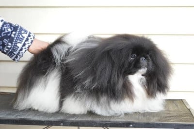 Étalon Pekinois - jasmine palace John berrymor