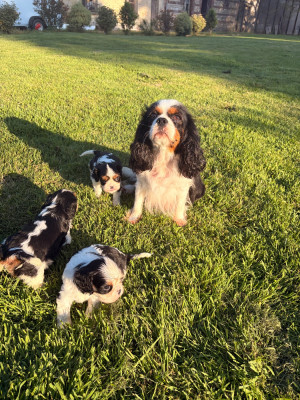 Étalon Cavalier King Charles Spaniel - URBAN LEGEND Du Mas Ensoleillé