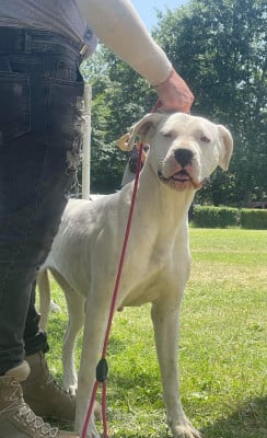 Étalon Dogo Argentino - R'lagertha De La Foret De L'elfe Magique