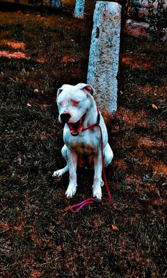 Étalon Dogo Argentino - U'Mira De La Foret De L'elfe Magique
