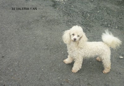 Étalon Caniche - VALERIA WHITE De zaldivar