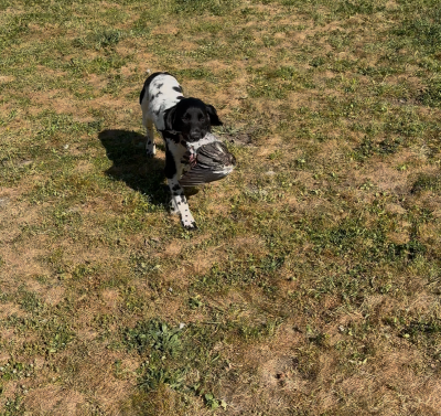 Étalon English Springer Spaniel - ANASTASIA de la forêt du Melu