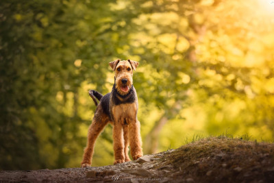Étalon Airedale Terrier - volcane (Sans Affixe)