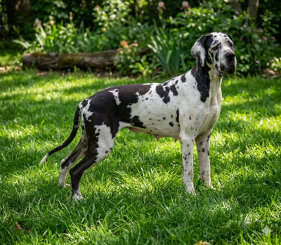 Étalon Dogue allemand - U'tess Des Terres Du Grazo