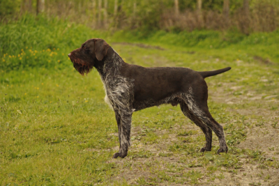 Étalon Chien d'arrêt allemand à poil dur - CH. Tiras Vom Honeckerberg