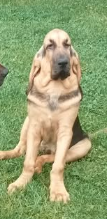 Étalon Chien de Saint-Hubert - Anila Dubový Hrunok