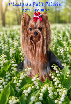 Étalon Yorkshire Terrier - T'Lady Du Petit Pelerin