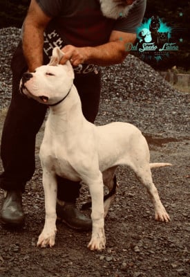 Étalon Dogo Argentino - AMAROK del Sueno Latino