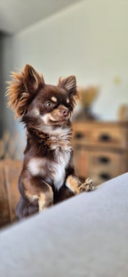 Étalon Chihuahua - ATOM DES PETITS JEDI Titre Initial