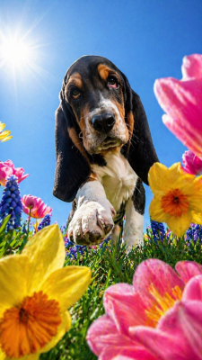 Étalon Basset Hound - Bambino dit Razmo Des Terres Fleuries