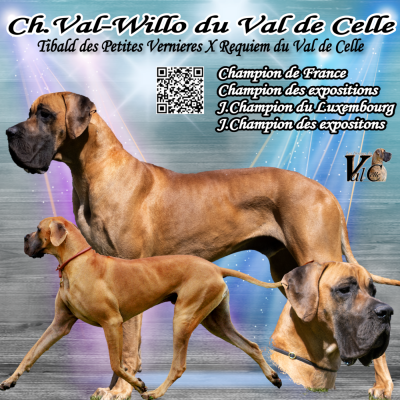 Étalon Dogue allemand - CH. Val-Willo Du Val De Celle