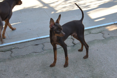 image de COOPER GARMONIYA DUSHI