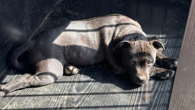 Étalon Staffordshire Bull Terrier - Blue (Sans Affixe)
