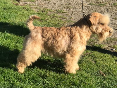 Étalon Lakeland Terrier - Uhu of caniland's dream
