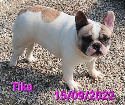 Étalon Bouledogue français - Tika du domaine decateline