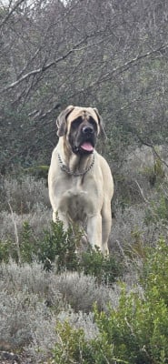 Étalon Mastiff - Victoria Des Gardiens De Codan