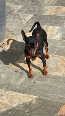 Étalon Pinscher nain - Gizmo Eviart line