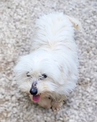 Étalon Coton de Tulear - Uno Des marais de courmont