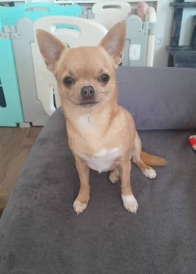 Étalon Chihuahua - Una storia di angeli Of Little Dog's Paradise