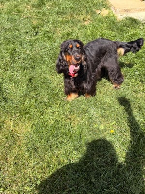 Étalon Cocker Spaniel Anglais - A starry night Des Prés De Cassiopée
