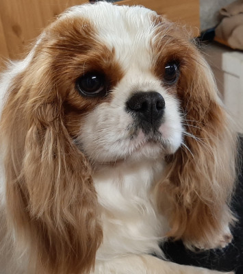 Étalon Cavalier King Charles Spaniel - TIA BELLA De la combe berail