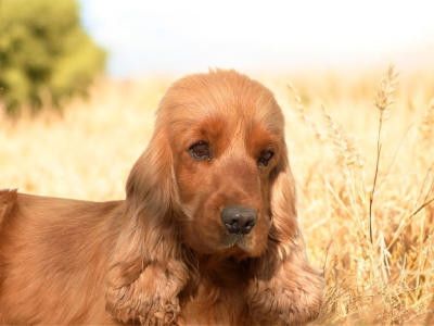 Étalon Cocker Spaniel Anglais - Trinity De sandie landes