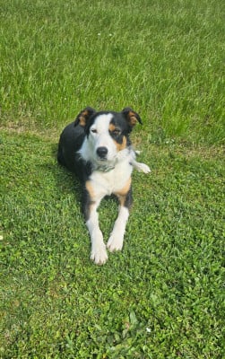 Étalon Border Collie - Vakan Du Reponnet