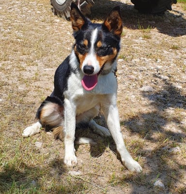 Étalon Border Collie - Rapide Du Reponnet