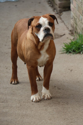 Étalon Bulldog continental - Tai Monty's bull Du puech d 'argent