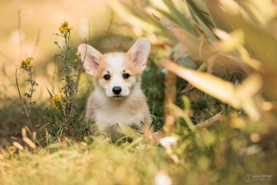 Étalon Welsh Corgi Pembroke - A Moonlit Reverie du chemin des korrigans