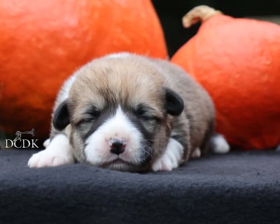 Étalon Welsh Corgi Pembroke - Ah Halloween Under My Spell du chemin des korrigans
