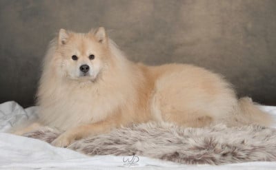Étalon Chien finnois de Laponie - Shadow Titre Initial