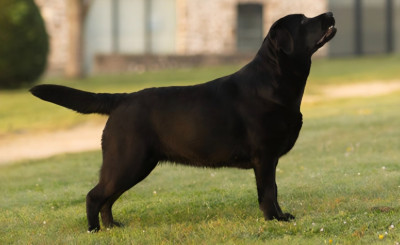 Étalon Labrador Retriever - ABBA black star Du domaine des contes Du Petit Domaine De La Passee
